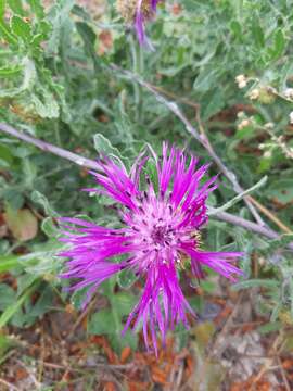 Plancia ëd Centaurea polyacantha Willd.