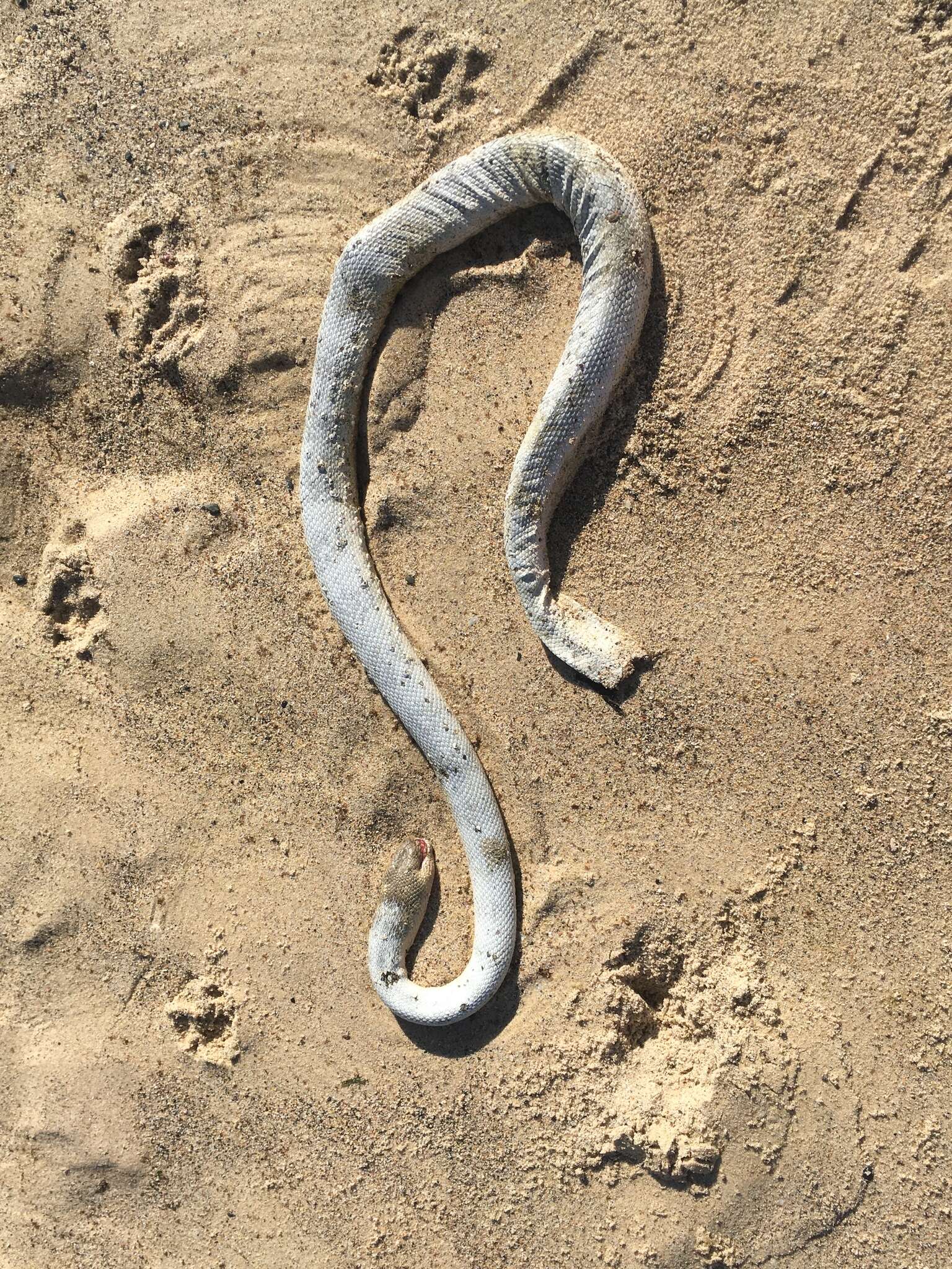 Image of Olive-headed or greater seasnake