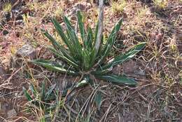 Image of smallflower century plant