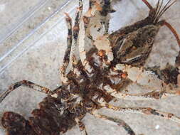 Image of Chattahoochee Crayfish