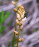 Image of Aletris foliata (Maxim.) Makino & Nemoto