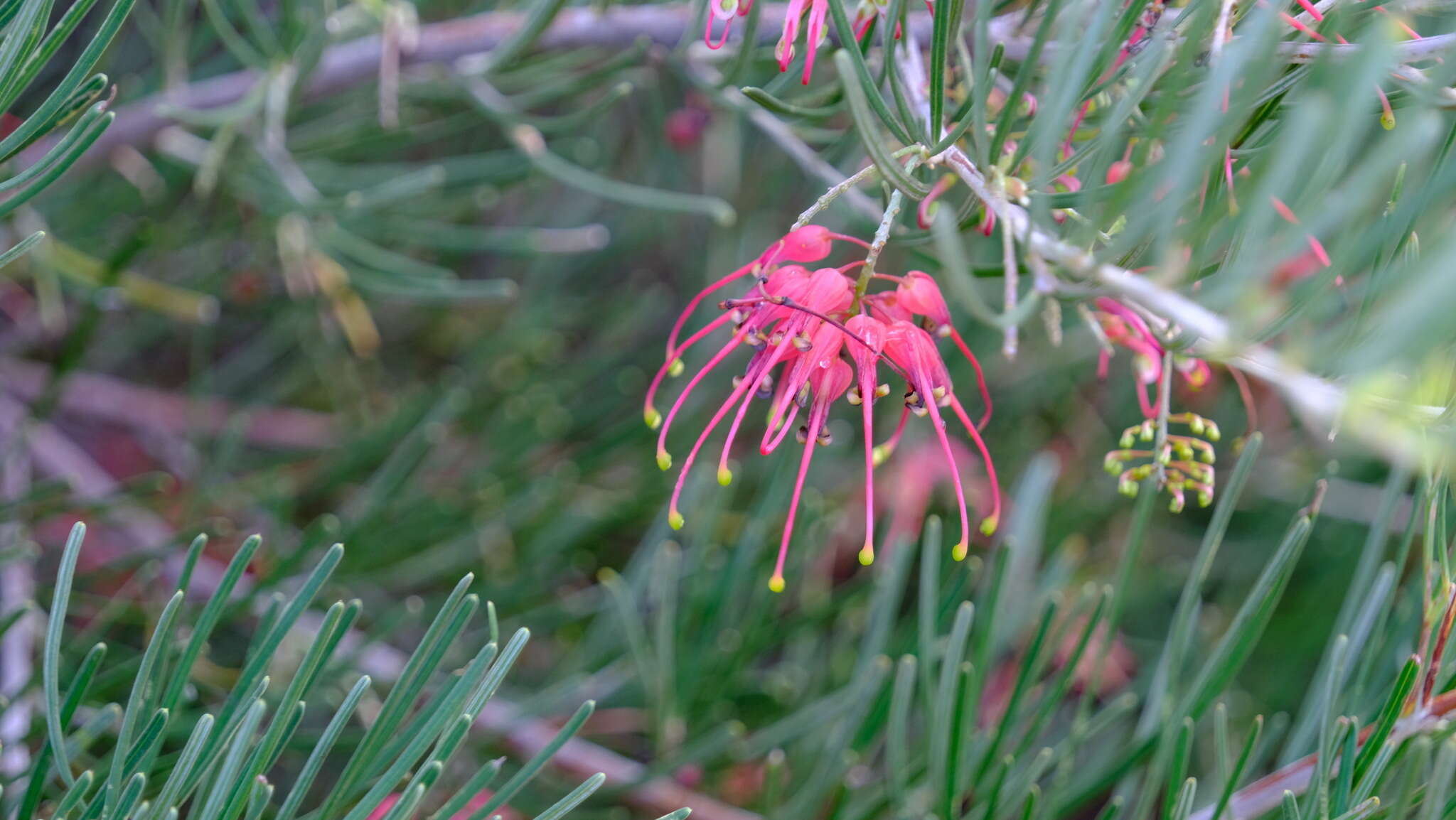 Image of Grevillea pinaster Meissner