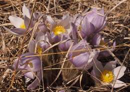 Image of Pulsatilla patens subsp. nuttalliana (DC.) Grey-Wilson