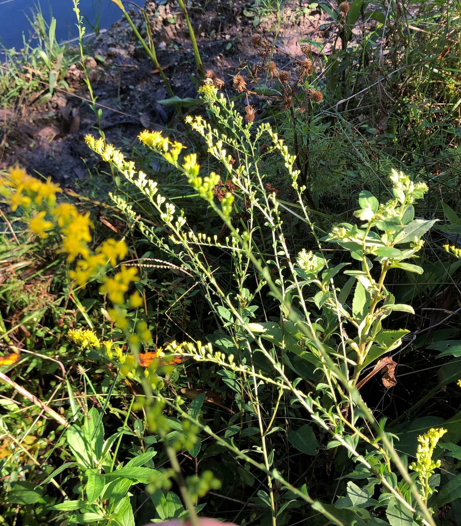 Sivun Solidago brachyphylla Chapman ex Torr. & A. Gray kuva