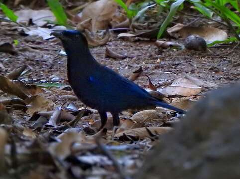 Image of Malabar Whistling Thrush