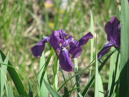 Image of stool iris