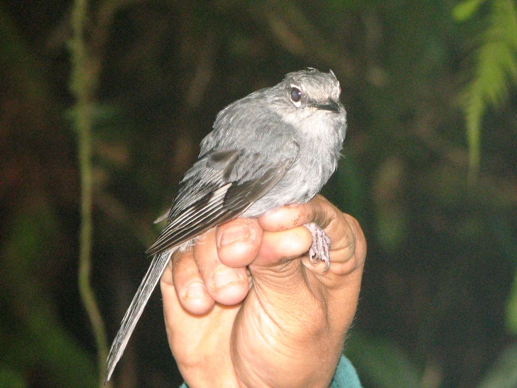 Image of Slate-colored Solitaire