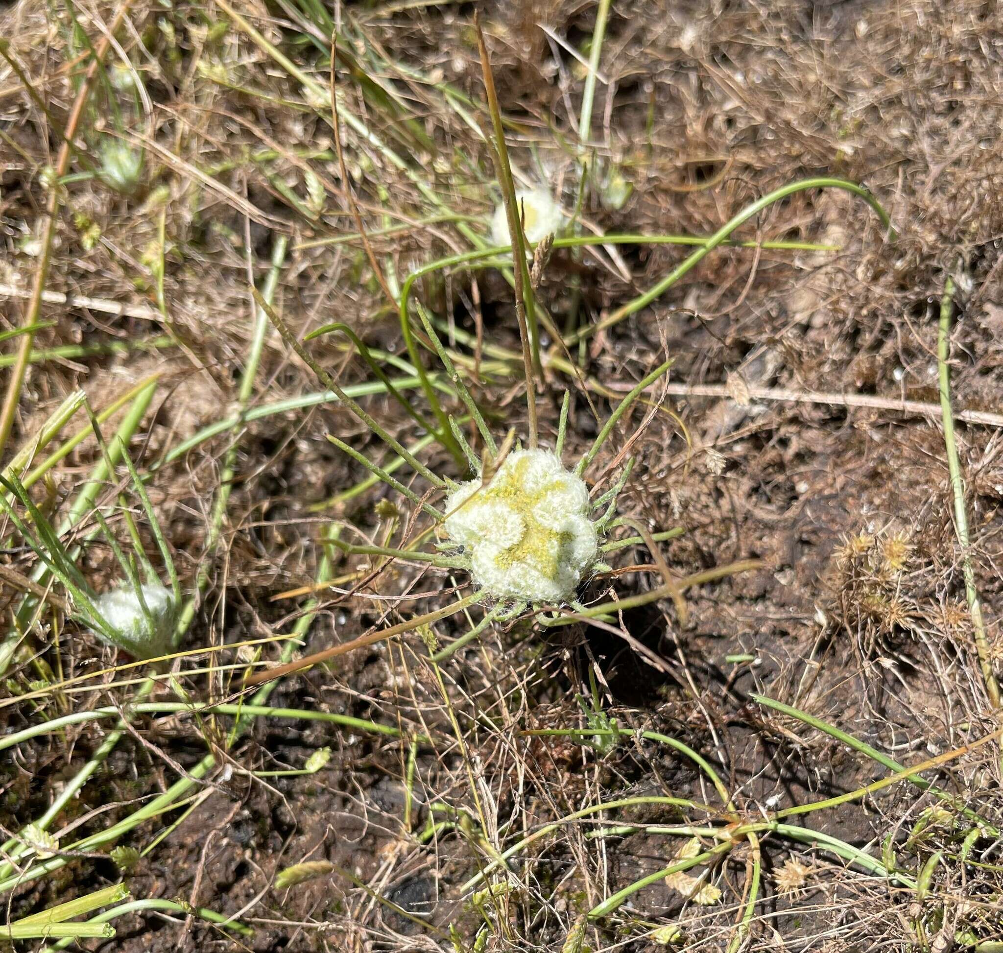 Image of Myriocephalus rhizocephalus (DC.) Benth.