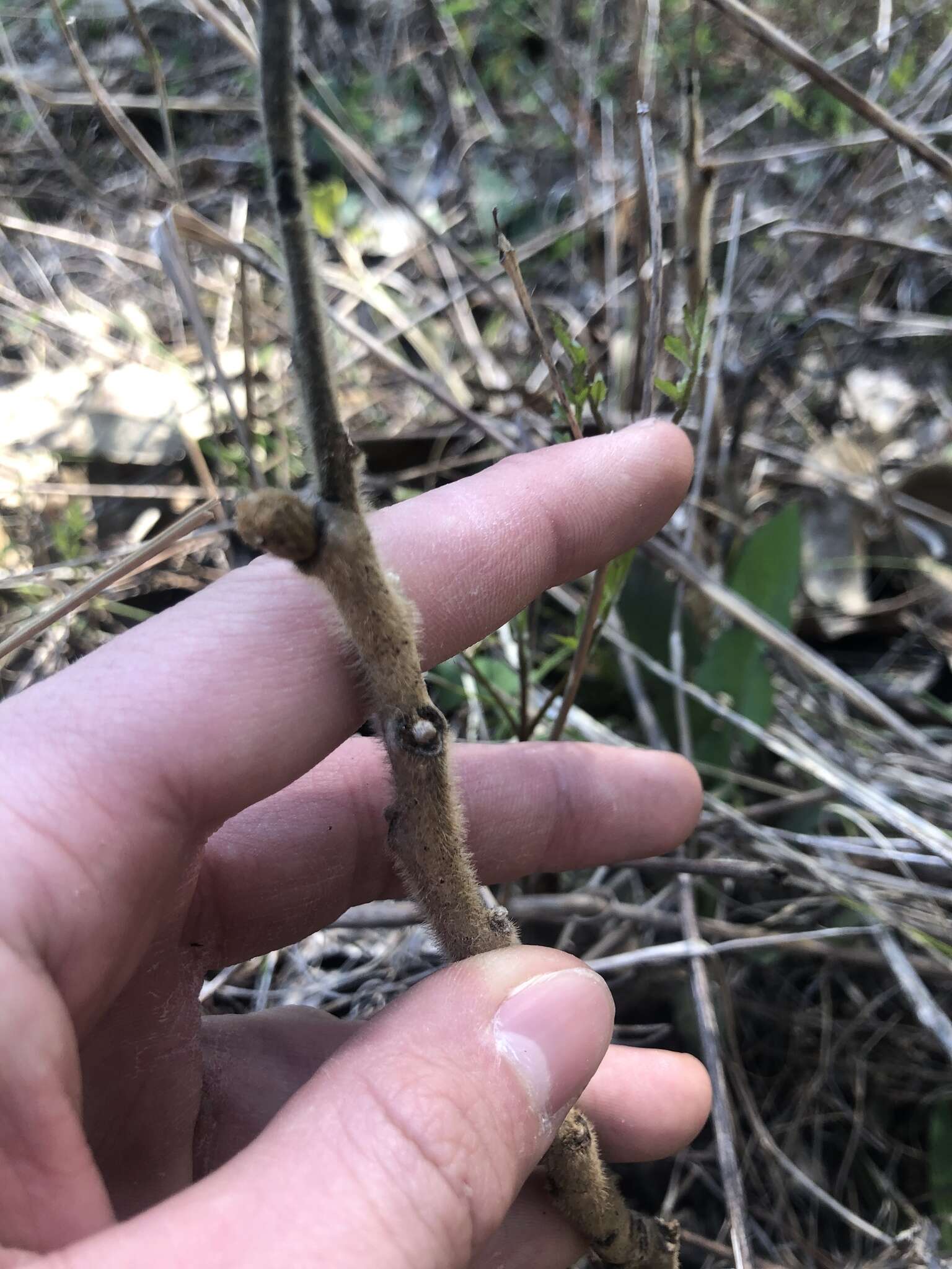 Image de Rhus michauxii Sarg.