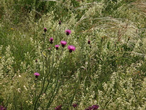 Plancia ëd Carduus collinus Waldst. & Kit.