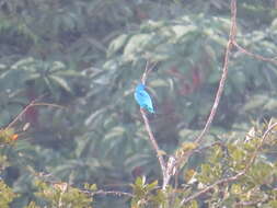 Слика од Cotinga nattererii (Boissonneau 1840)