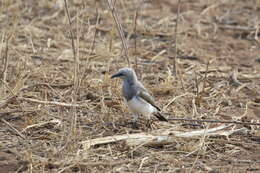 Image of Fischer's Starling