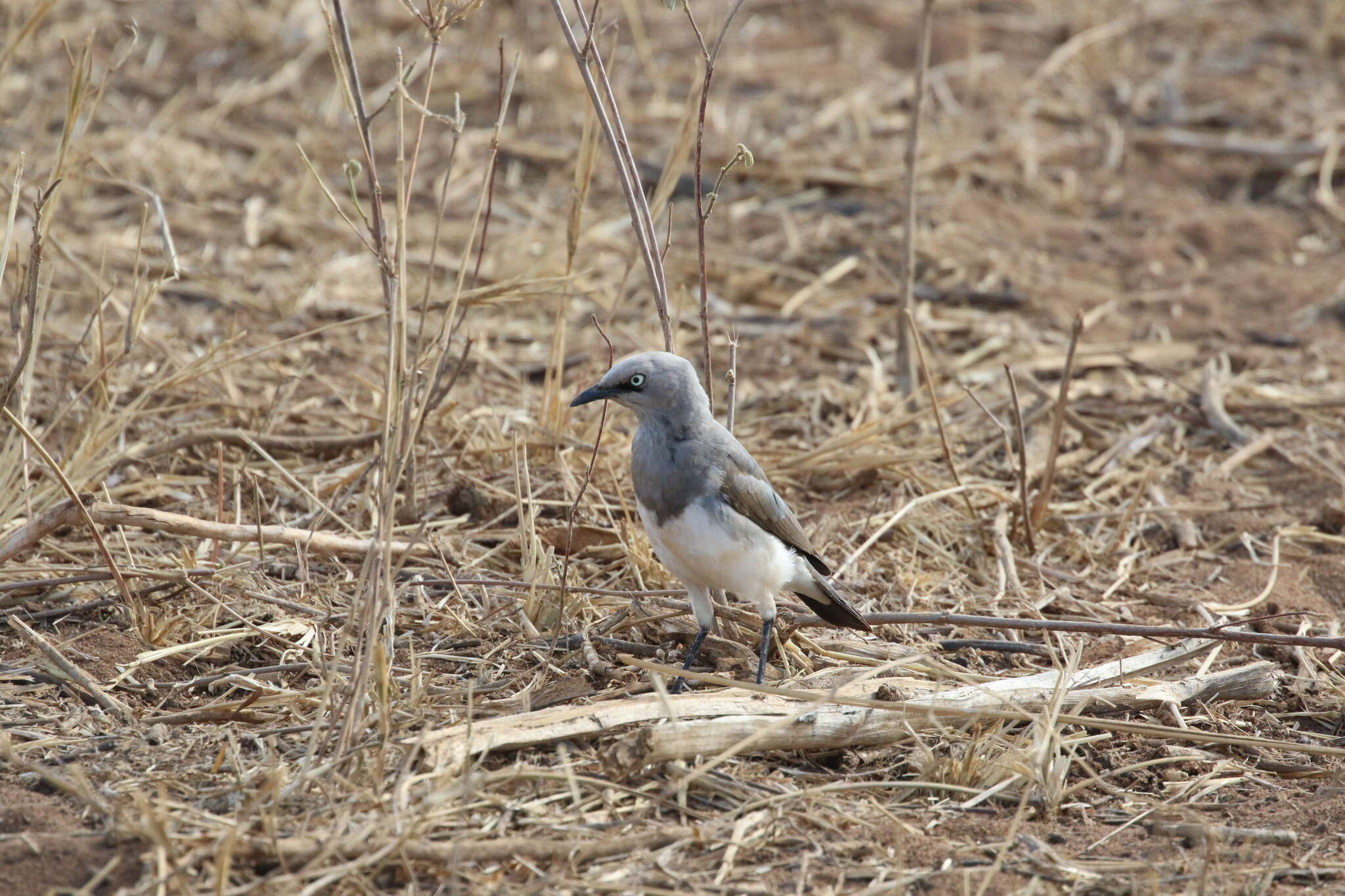 Image of Fischer's Starling