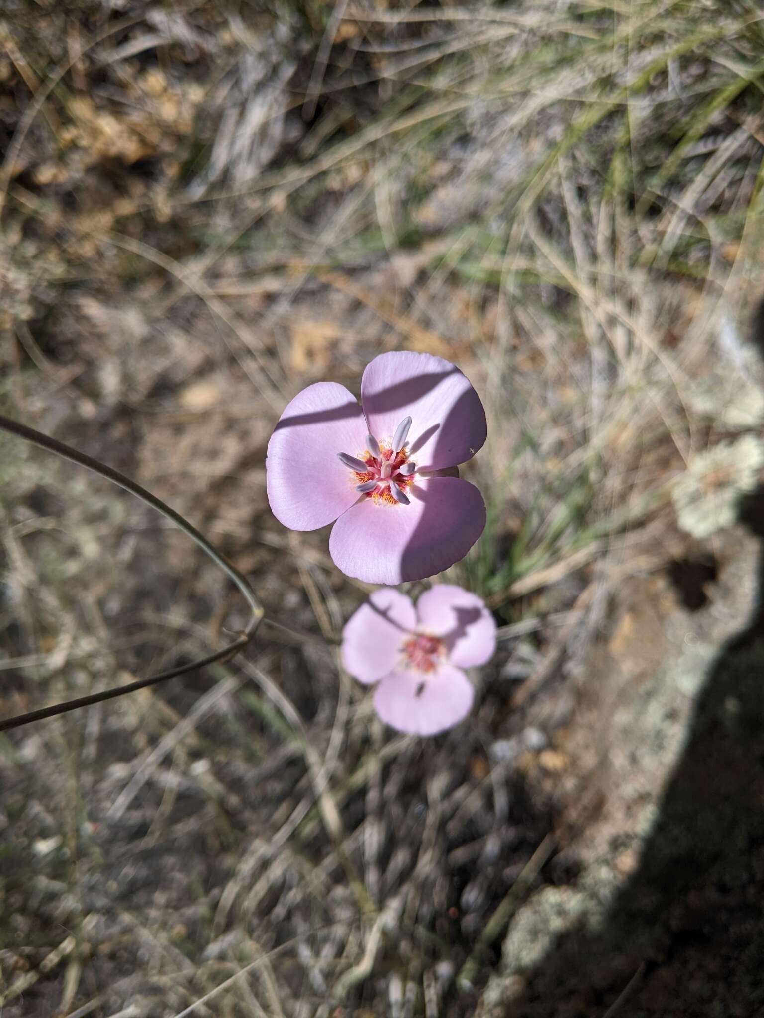 صورة Calochortus palmeri S. Watson