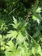 Image of Aconitum lycoctonum subsp. moldavicum (Hacq.) J. Jalas