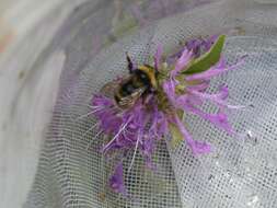 Слика од Bombus occidentalis occidentalis Greene 1858