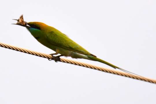 Image of Asian Green Bee-eater