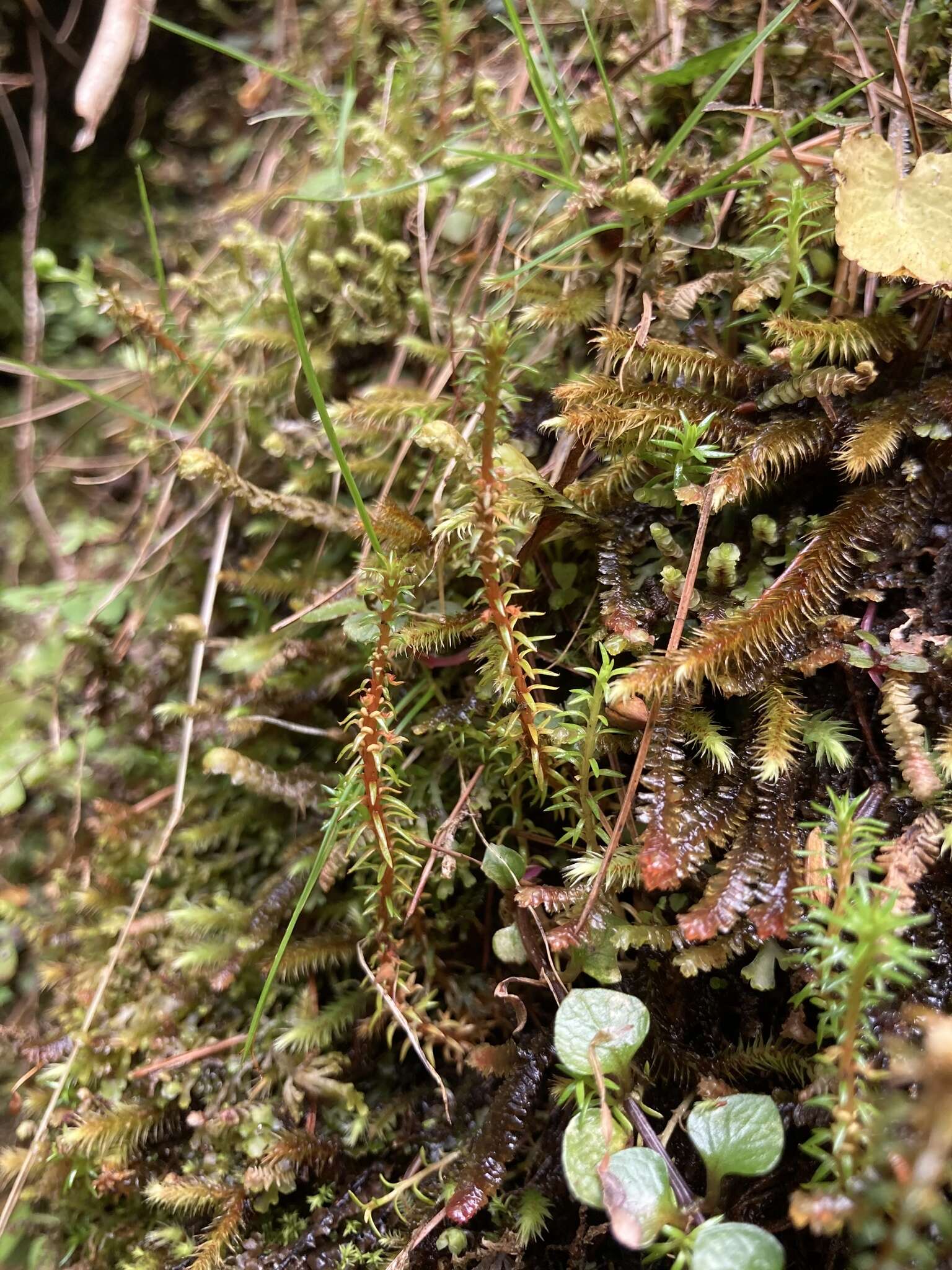 Image of Oriental clubmoss