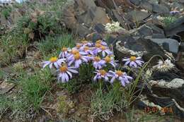 Image of Aster eremophilus Bunge