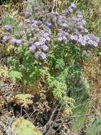 Imagem de Phacelia floribunda Greene