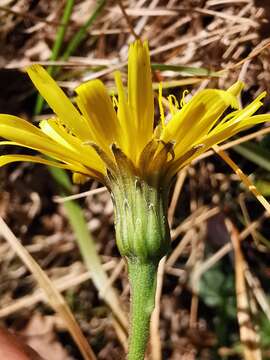 Image of Leontodon tenuiflorus (Gaudin) Rchb.