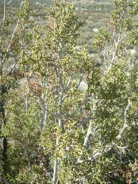 Imagem de Juniperus californica Carrière