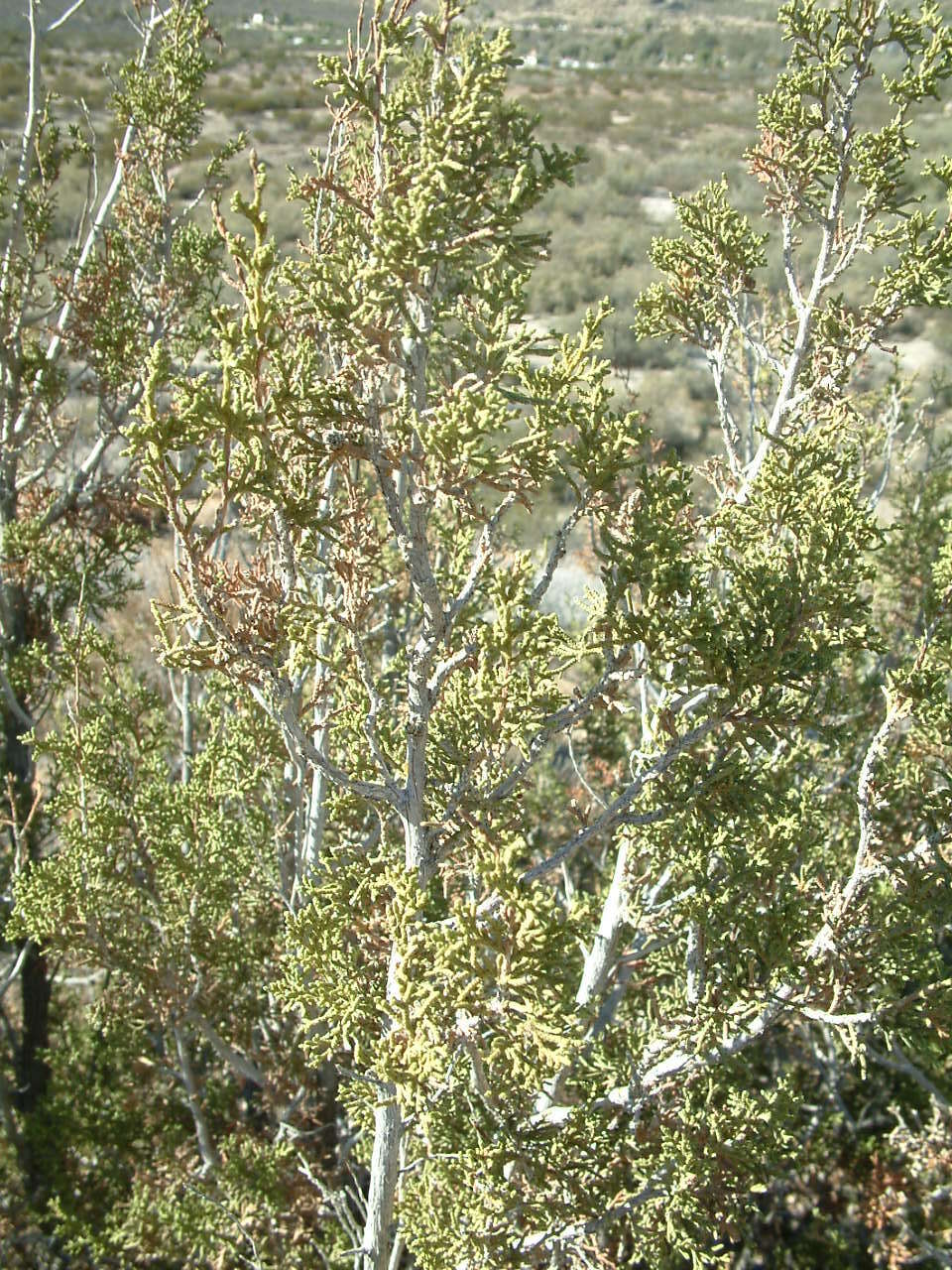 Sivun Juniperus californica Carrière kuva