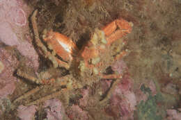 Image of Arctic lyre crab