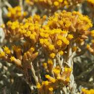 Слика од Helichrysum italicum subsp. microphyllum (Willd.) Nym.