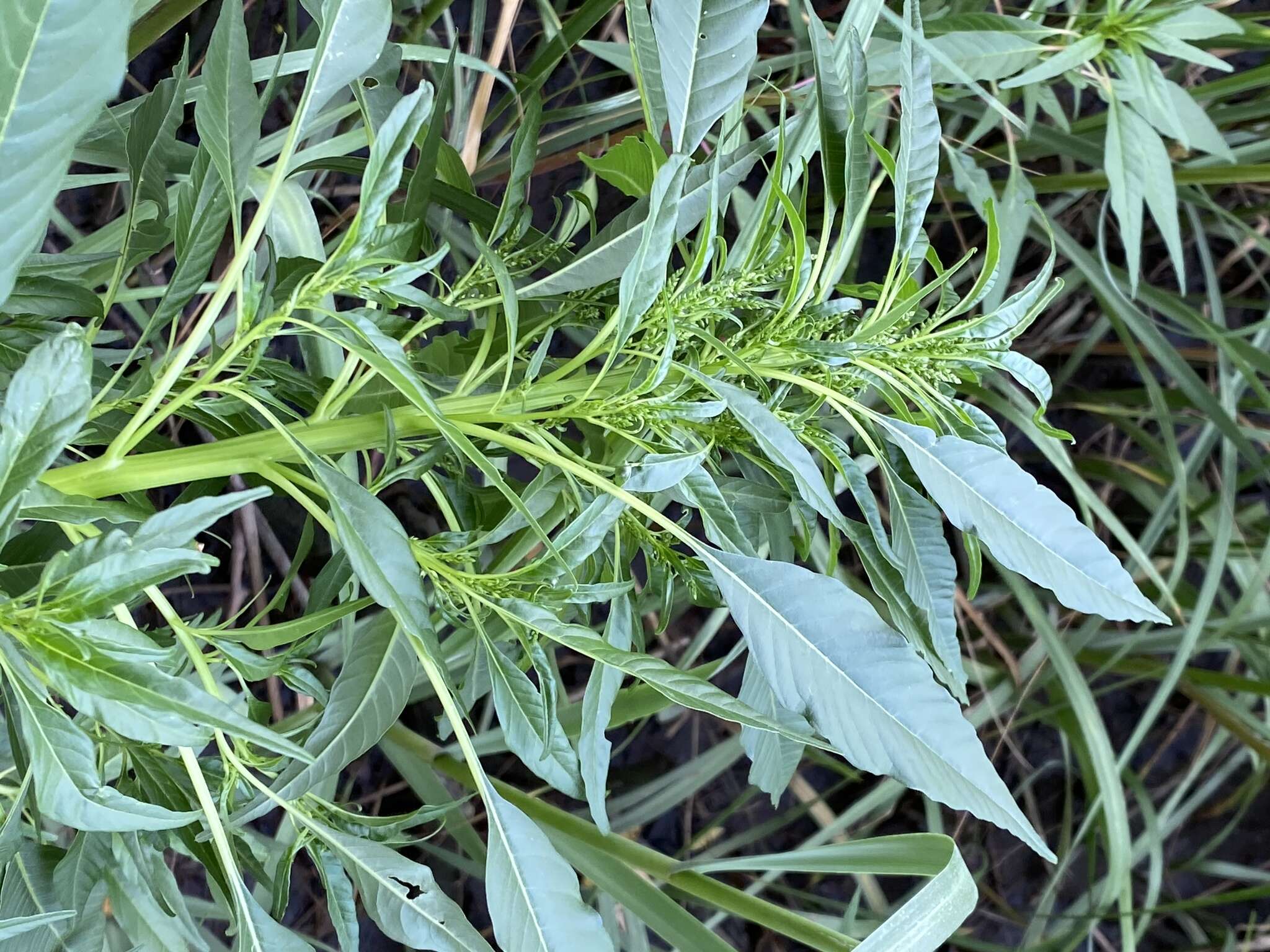 Image of tidalmarsh amaranth