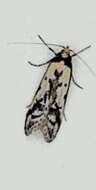 Image of Philobota lysizona Meyrick 1889
