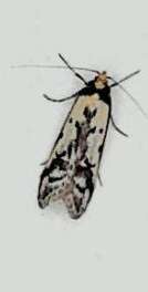 Image of Philobota lysizona Meyrick 1889