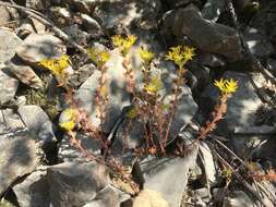 Слика од Sedum stenopetalum subsp. stenopetalum