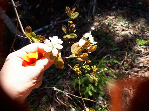 Image of oblongfruit serviceberry