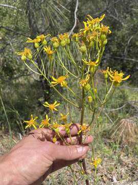 Image of Brewer's ragwort