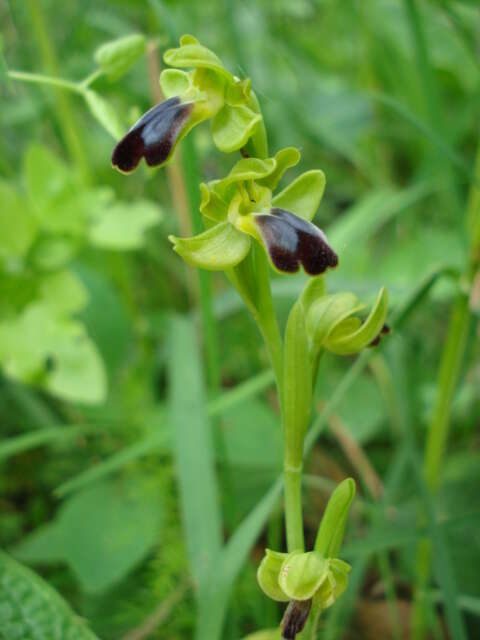 Image de Ophrys fusca subsp. fusca