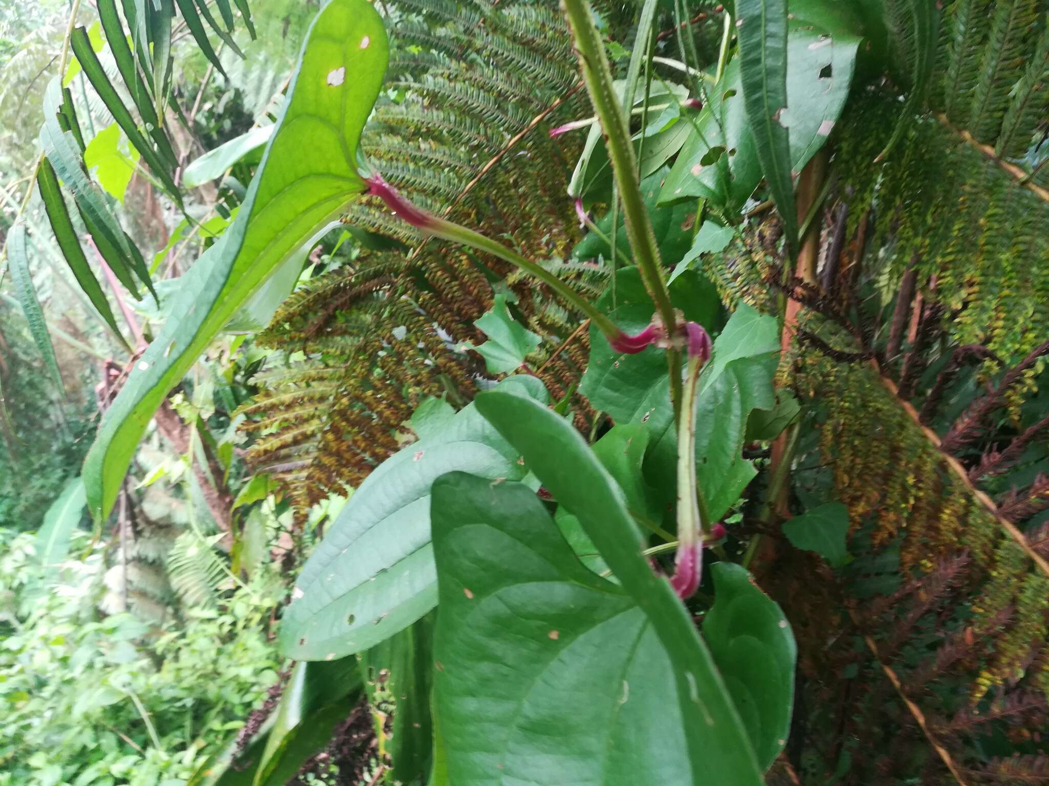 Image of water yam