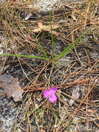 Image de Callisia graminea (Small) G. C. Tucker