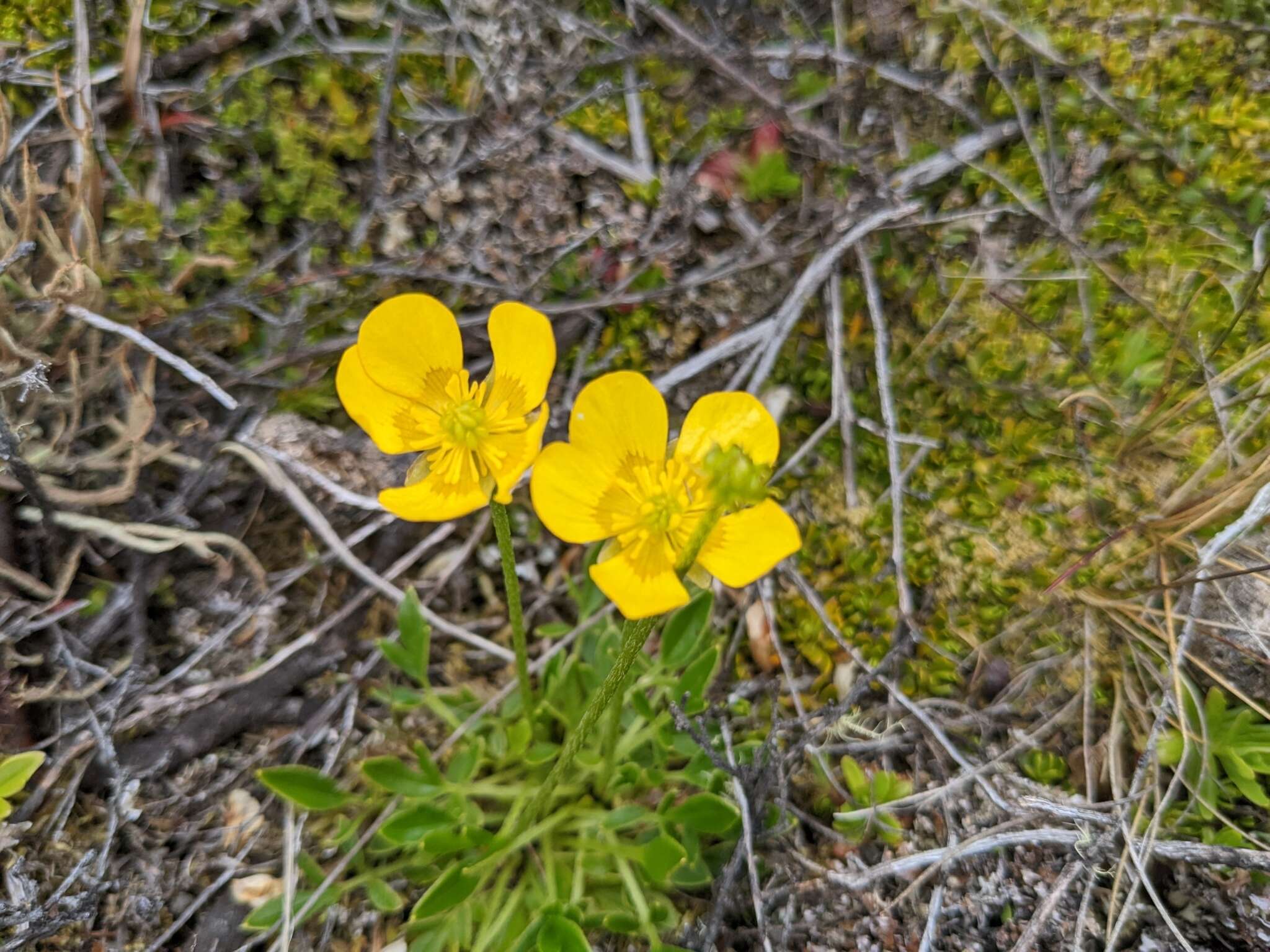 Image of Ranunculus pascuinus (Hook. fil.) Melville