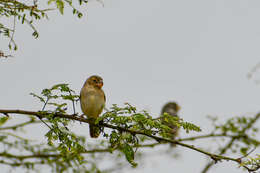 Image of Parrot-billed Seedeater