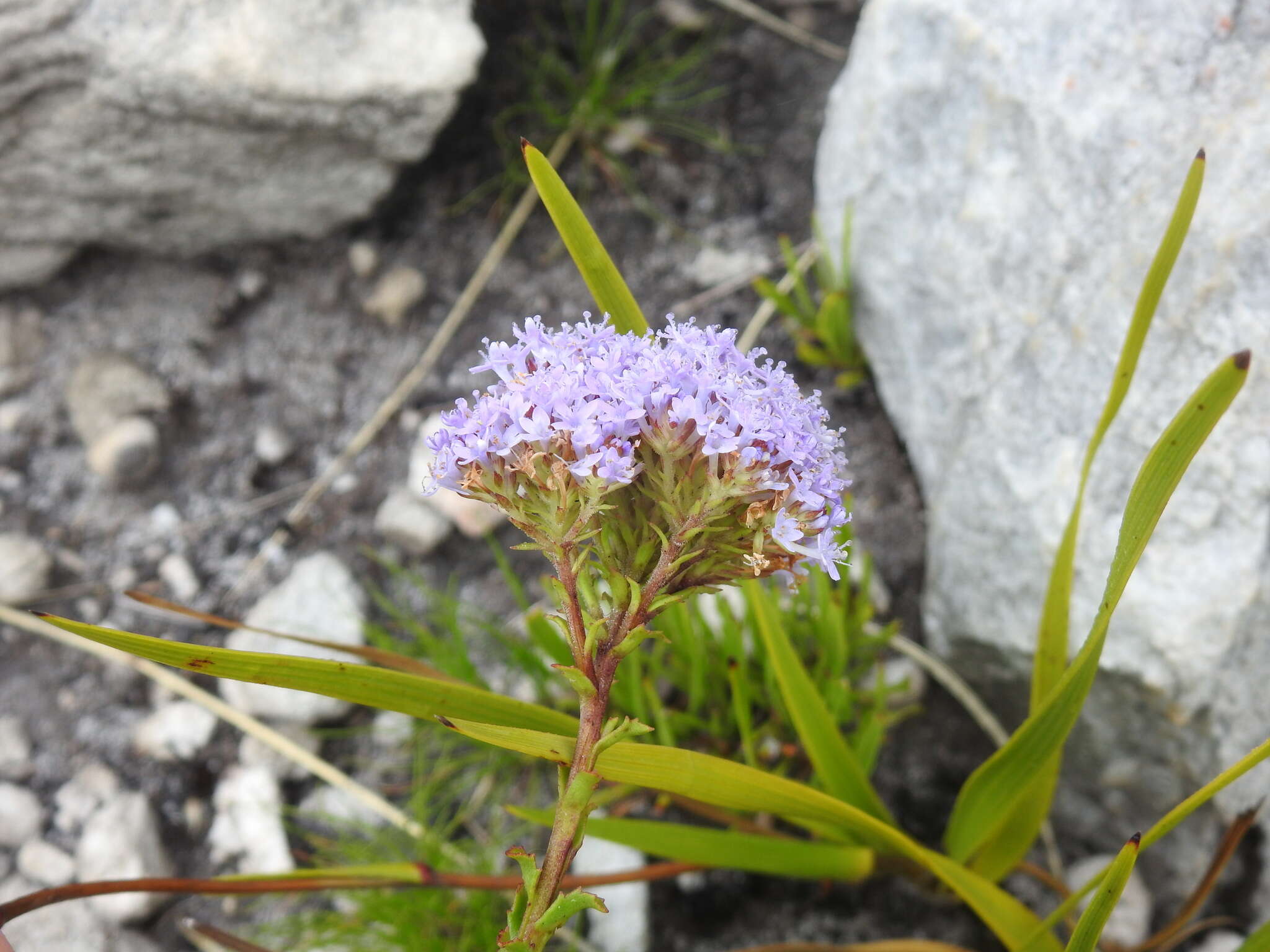 Image of Pseudoselago serrata (P. J. Bergius) O. M. Hilliard