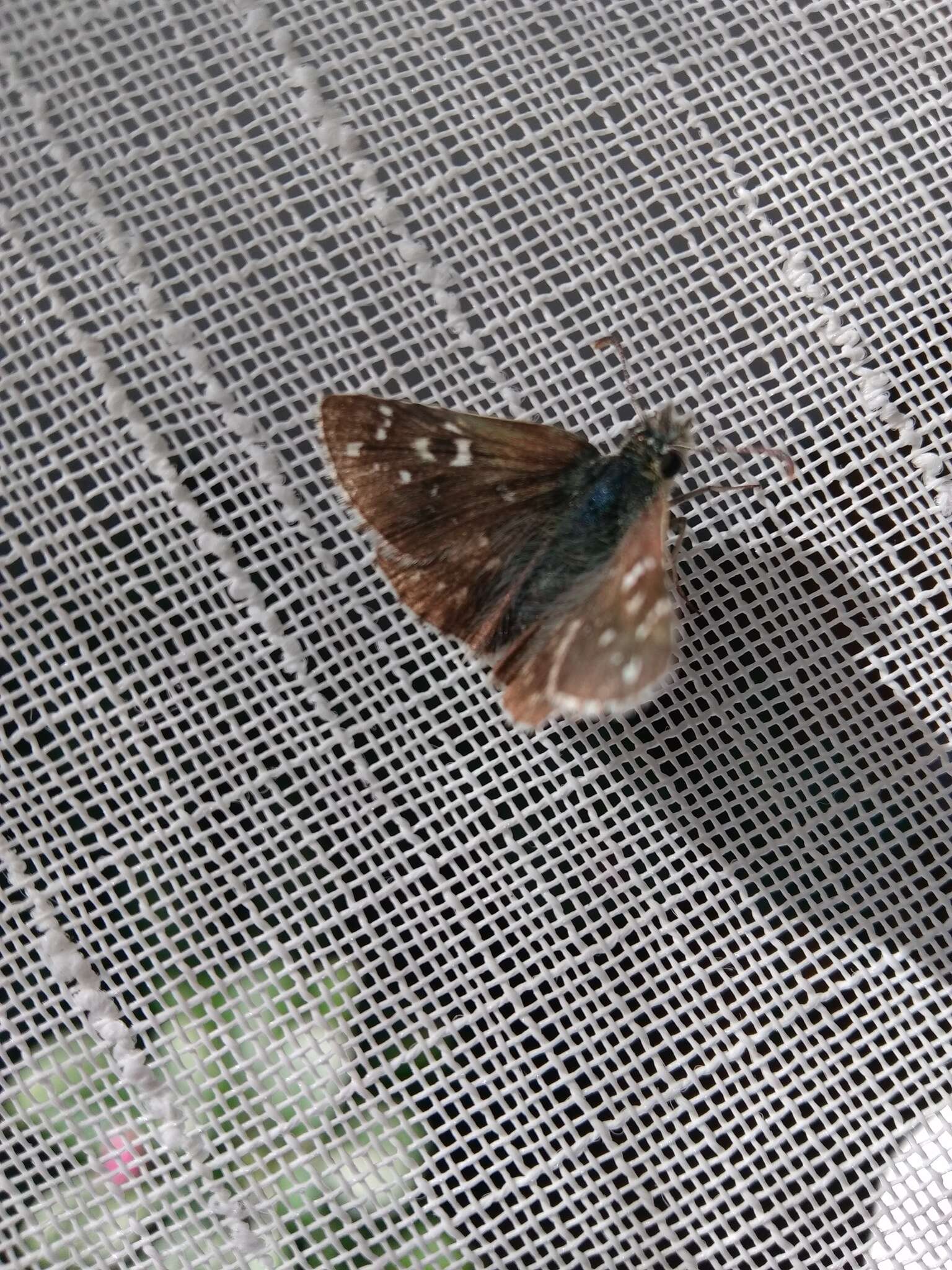 Image of oberthürs grizzled skipper