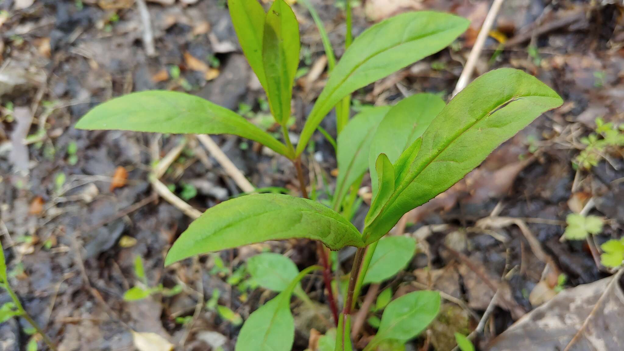 Image of Deam's beardtongue