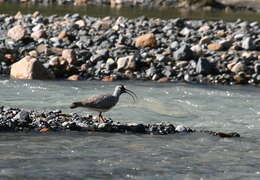 Image of ibisbills