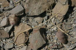 Image of Echinocereus chisosensis subsp. fobeanus (Oehme) N. P. Taylor