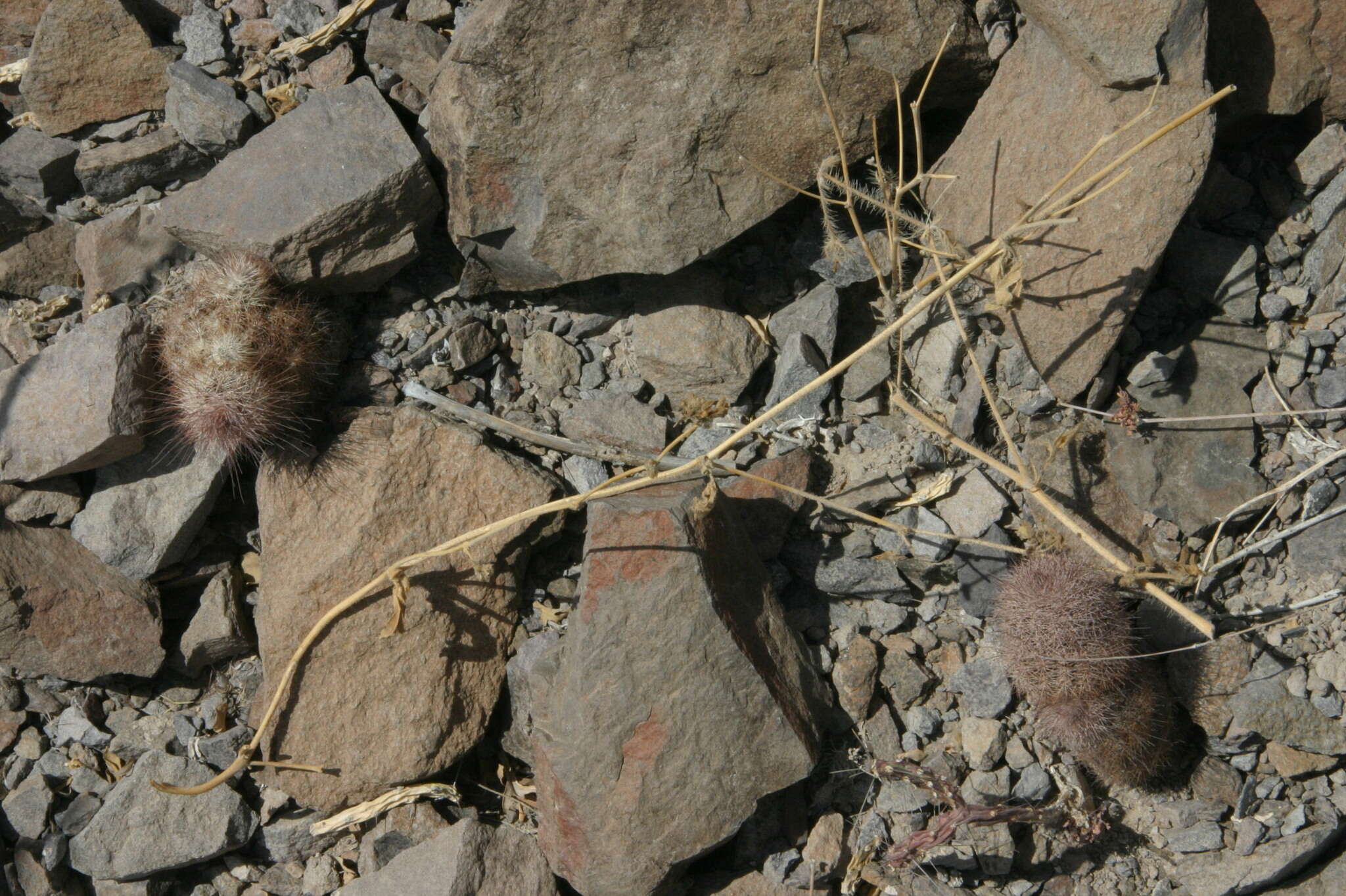 Image of Echinocereus chisosensis subsp. fobeanus (Oehme) N. P. Taylor