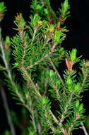 Image of Pultenaea graveolens Tate