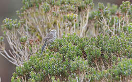 Image of Andean Tit-Spinetail