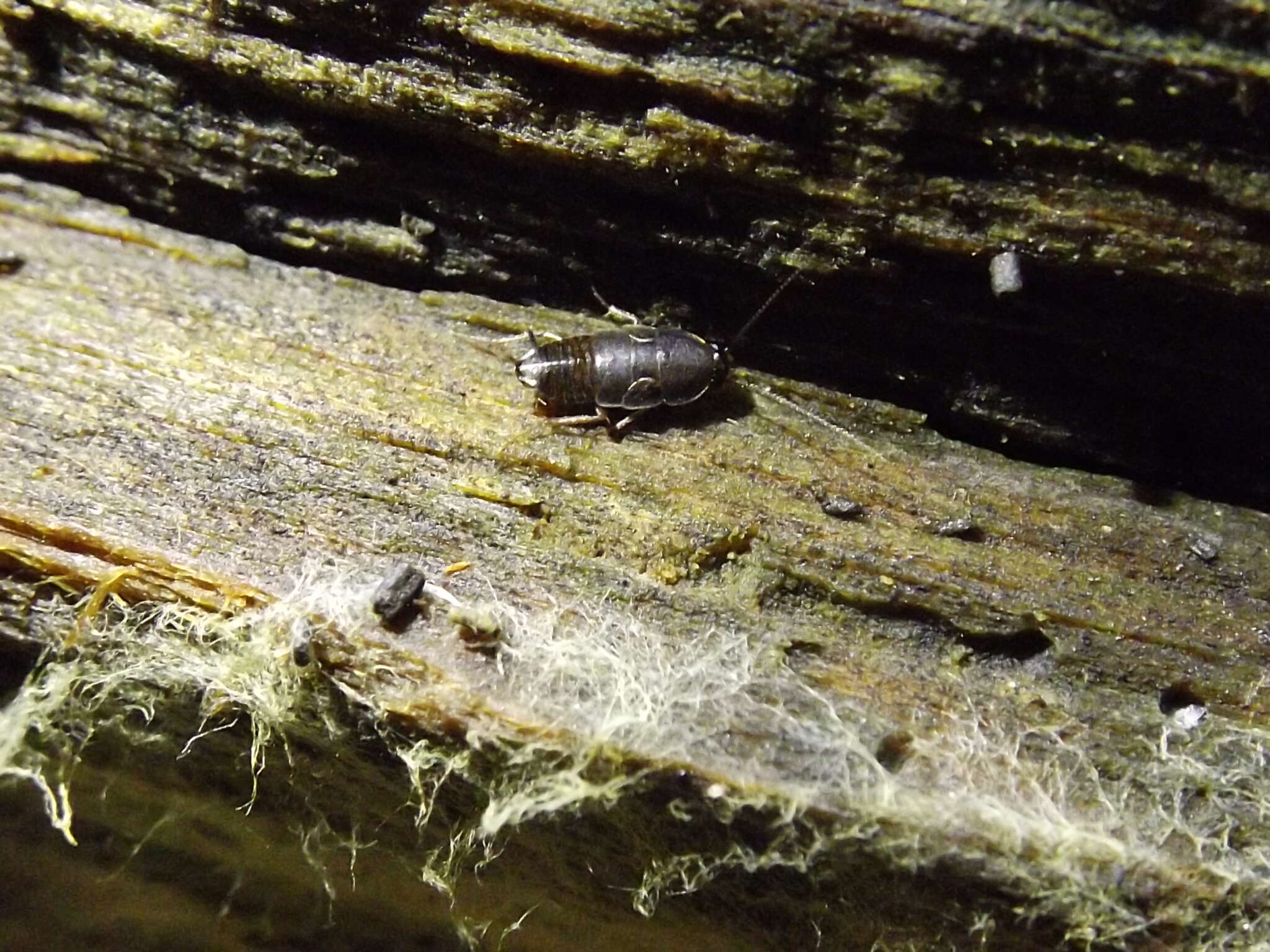 Image of Myrmecoblatta hebardi Estrada-Álvarez & Guadarrama 2013