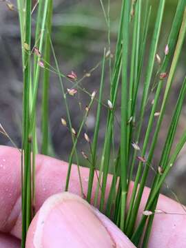 Слика од Panicum simile Domin